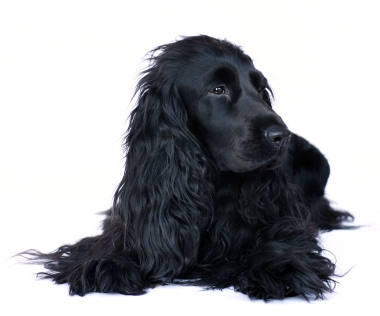 cocker spaniel black